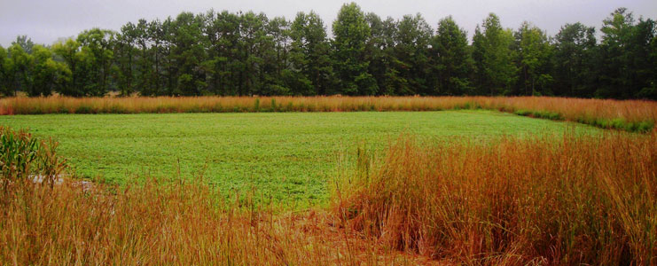 Native Warm Season Grass Planting