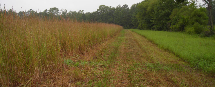 Native Warm Season Grass Planting