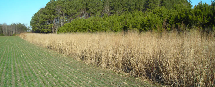 Native Warm Season Grass Planting