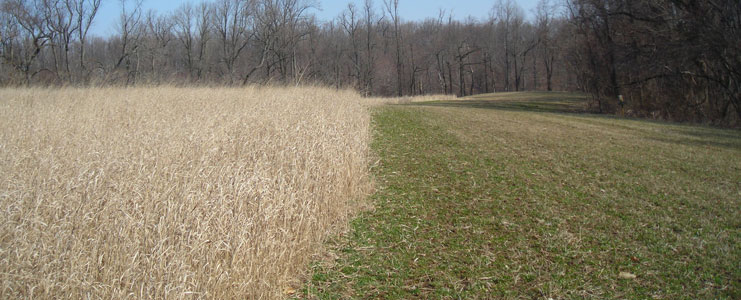 Native Warm Season Grass Planting