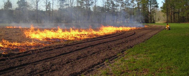 Native Warm Season Grass Planting