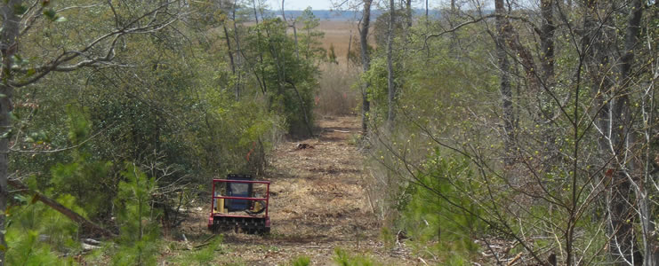 Forested Roadways and Clearings