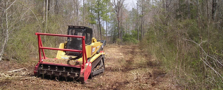 Forested Roadways and Clearings