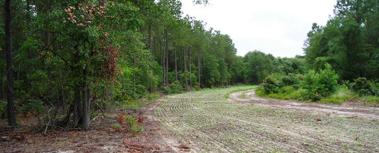 Forested Roadways and Clearings