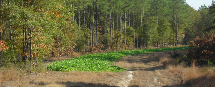 Forested Roadways and Clearings