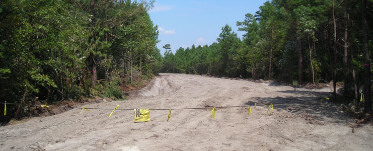 Forested Roadways and Clearings