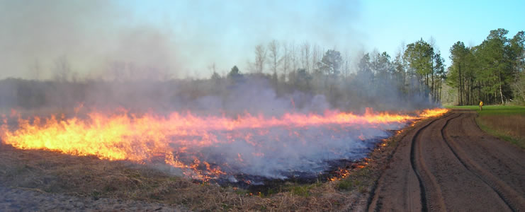 grass-burning-11