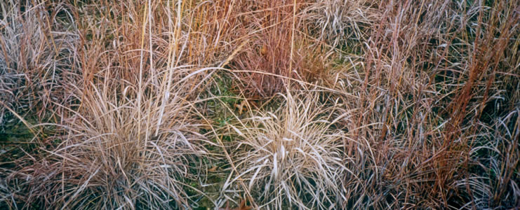 grass-home-1