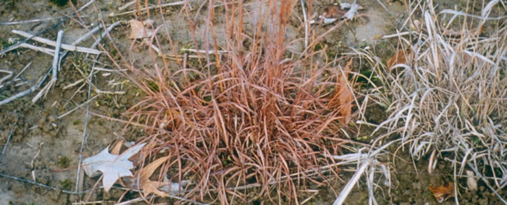 grass-species-3