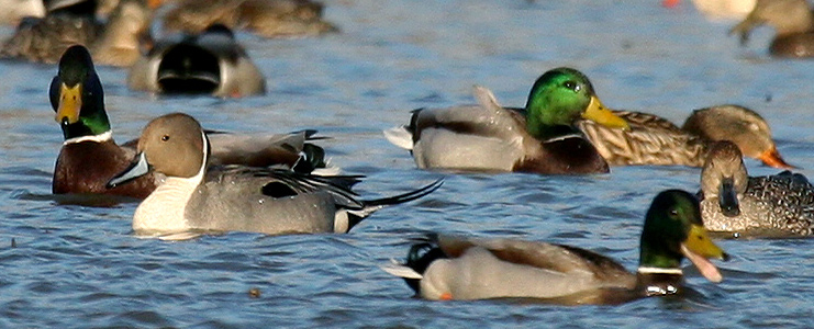 Waterfowl